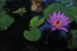 一張荷花