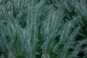 Sophies植物微距攝影集179