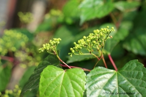 M42老鏡頭拍花草