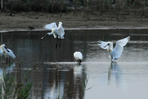 黑琵展翅..黑面琵鷺保護區<3>