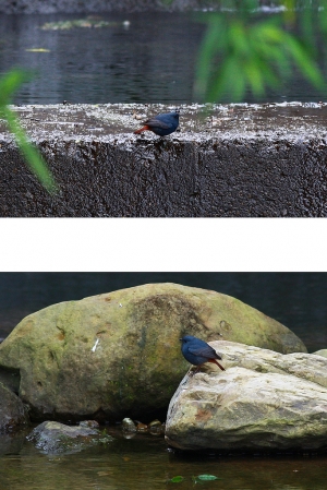 鉛色水鶇&nbsp;&nbsp; 公鳥