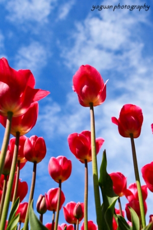 郁金香与小羽！！