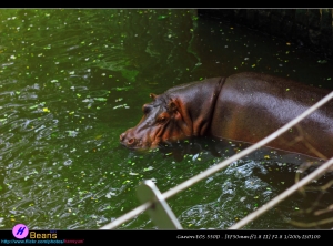 壽山動物園+美麗島站