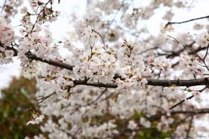 Kyoto, Japan-桜の降りしきる京都-VOL 3.1 - 嵯峨嵐山、野宮神社