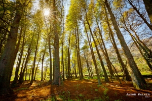 黃金樹海、福安碼頭小小試拍