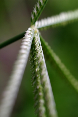 Sophies植物微距攝影集066