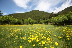 出外透氣~~~小花亂拍