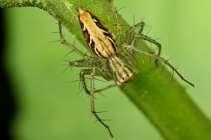 ~微距新手~ 十八尖山生態首拍