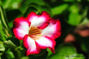 老鏡拍花--沙漠玫瑰