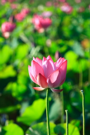 桃園。荷花。canon 24-105mm L