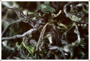 ●●●狂賀!!我們夫妻倆"綠茶大賽"得頭等獎頒獎典
