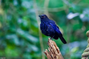 洗浴後的紫嘯鶇