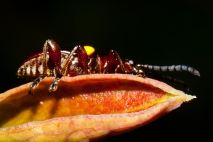 生態記錄之待查昆蟲