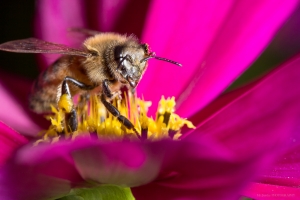 生態手札 - 蜜蜂