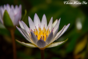 自家蓮花拍攝 2013-02-03拍