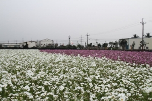 跟著大家去拍大寮的波斯菊花海