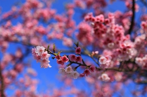 平菁街42巷櫻花