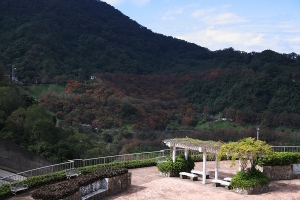 石門水庫的楓紅