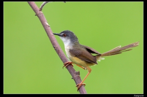 EF 400mm F5.6-小小鳥~灰頭鷦鶯