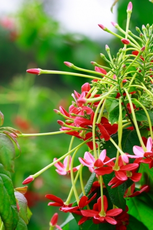 幾朵小花