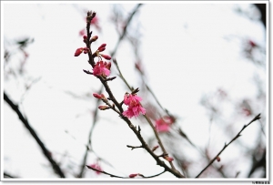 ●●●我的櫻花作品●●●By雙胞胎弟弟