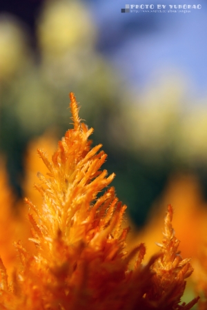 大安森林公園隨拍~