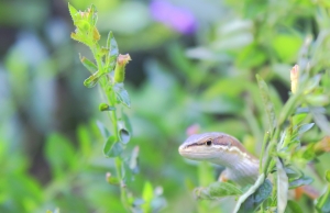 微距攝影的學習--敬請指教--謝謝.