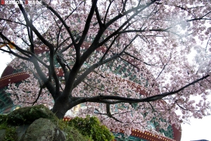 天元宮櫻花