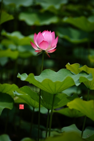 2013-05-10 中興新村 荷花