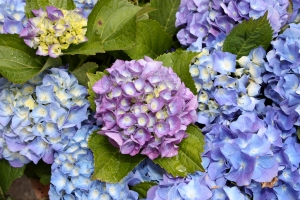 2012-04-01 梅峰桃花緣