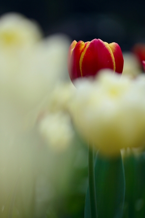 桃源仙谷最有名的那個