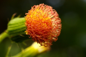 Sophies植物微距攝影集014