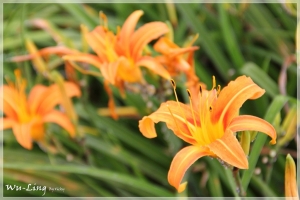 武陵金針花。初訪