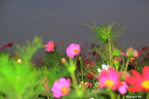 花世界