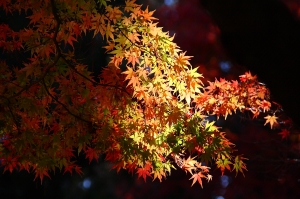 武陵~福壽山的旅遊隨拍(二)