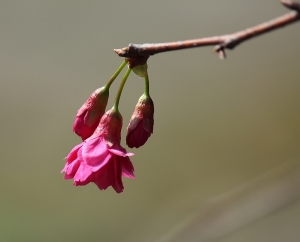 我家附近的櫻花樹-bevis