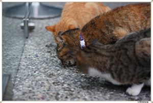 ●●●楽しい場所、猫村●●●By雙胞胎姐姐