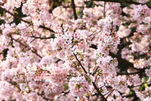 2010 淡水 天元宮 櫻花