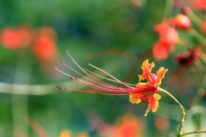 新人试拍人像。马来西亚美眉--瑶瑶。