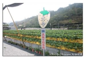 大湖採莓趣