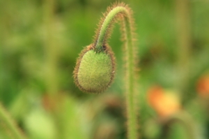 豆子花