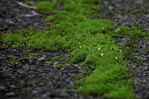 逆光下的大豹溪