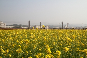 龍井 油菜花田