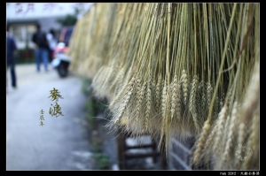 2012大雅小麥報導