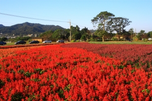 新社花海即將登場!