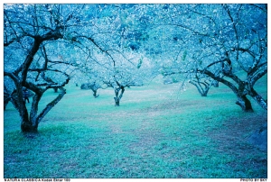 2010柳家梅園(負片版)