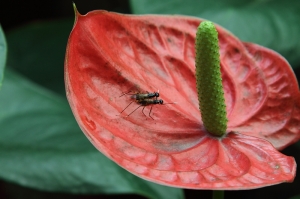 花瓣上，愛的進行式