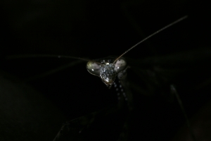 ~螳螂~(呼叫Allen)