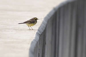 (普鳥)鶺鴒 三色一家親