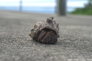 2010沖繩八重山諸島 Day2